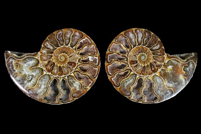Agatized Ammonite Fossil - Crystal Filled Chambers #145976